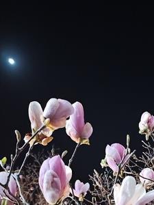 念卿天涯的意思是什么