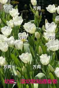 梁幼歆陆遇秦晏洲